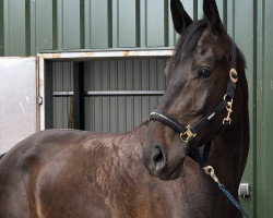 jumper Cornet's Black Jack (Oldenburg show jumper, 2017, from Cornet Obolensky)