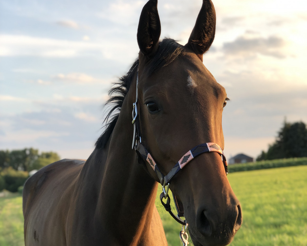 Springpferd Golden Grace 13 (Westfale, 2018, von Goldberg)