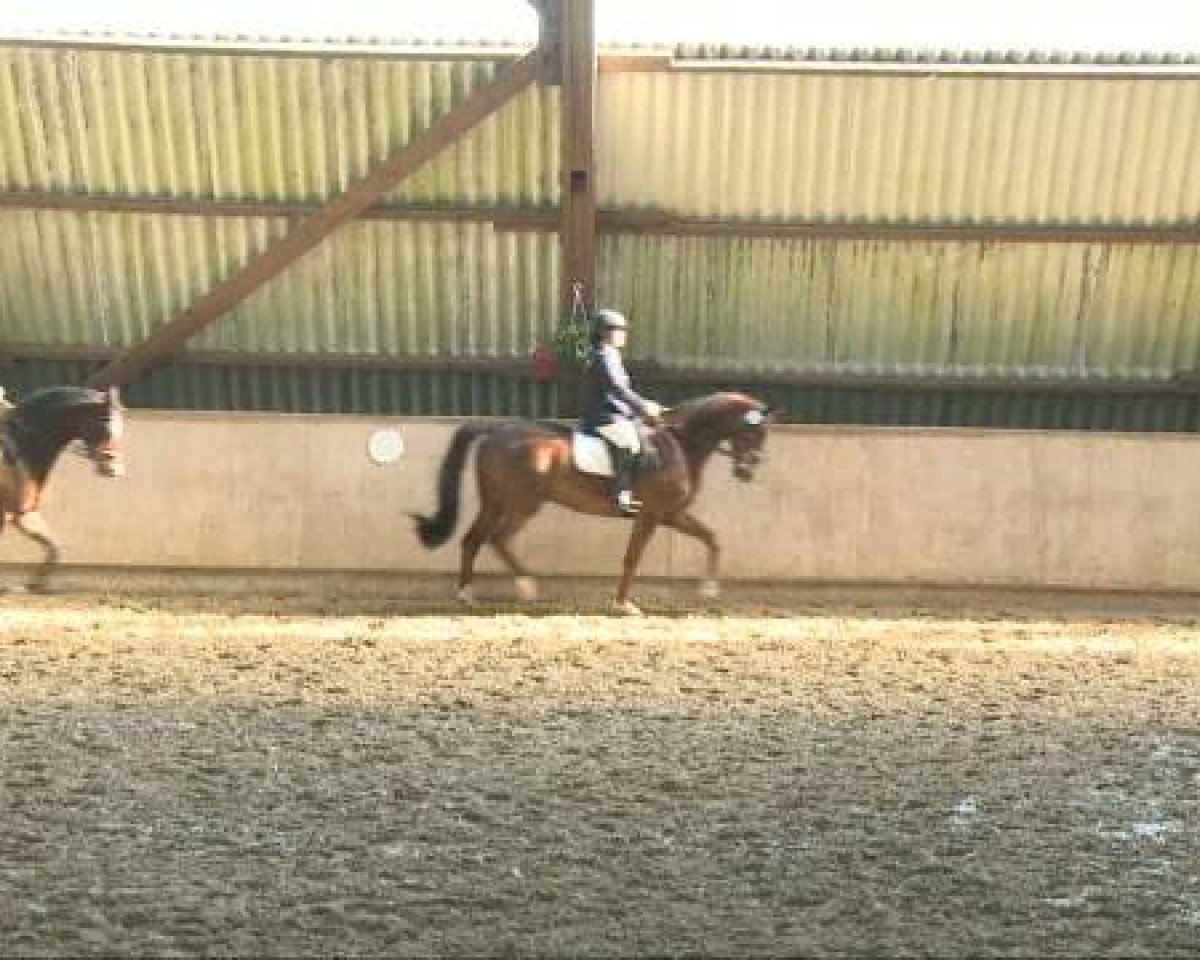 Dressurpferd Leonidas König von Sparta (Trakehner, 2004, von Sir Chamberlain)