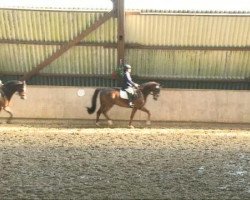 dressage horse Leonidas König von Sparta (Trakehner, 2004, from Sir Chamberlain)