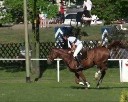 Springpferd A crazy Farmer (Deutsches Reitpferd, 2004, von Azzuro Classico)