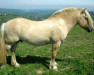 stallion Onyx de Capsil (Fjord Horse, 2002, from Ansgar Skellerød)