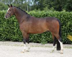 dressage horse Fränzken 3 (Westfale, 2013, from Feedback 16)