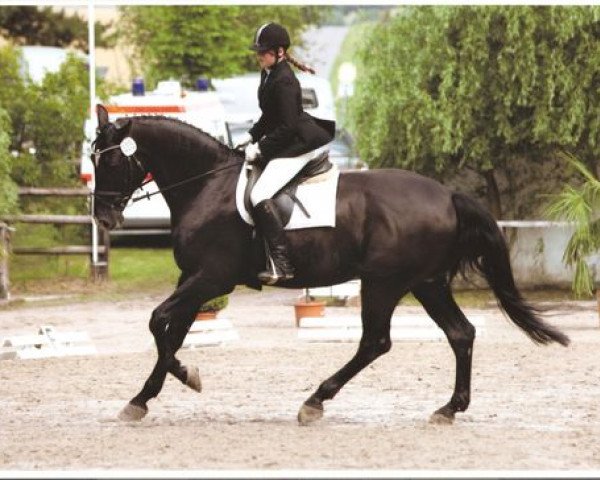 dressage horse Rizzitelli 3 (Westphalian, 1996, from Rapallo)
