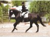 dressage horse Rizzitelli 3 (Westphalian, 1996, from Rapallo)