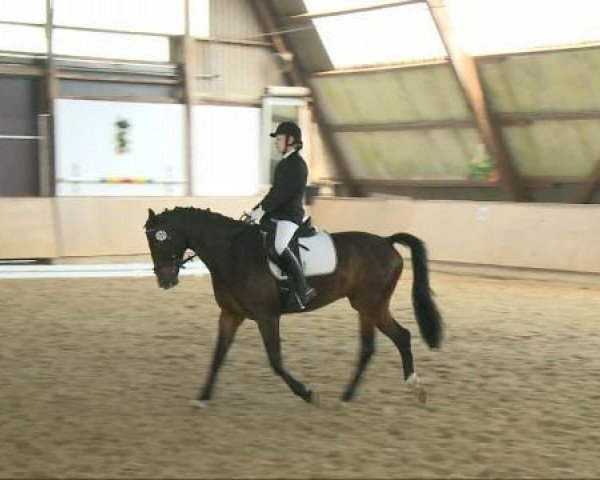 dressage horse Equador 43 (Westphalian, 2006)