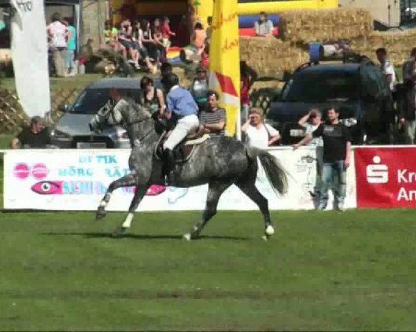 horse Lidalgo (Holsteiner, 2003, from Littlefield)