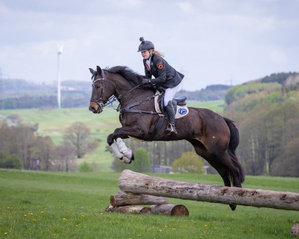 broodmare Herzdame (Hanoverian, 2007, from Herzensdieb)