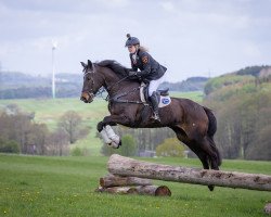 broodmare Herzdame (Hanoverian, 2007, from Herzensdieb)