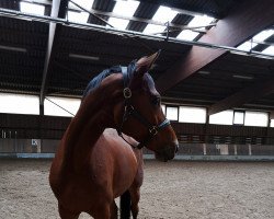 dressage horse Silverlady 3 (Hanoverian, 2009, from Silberschmied)