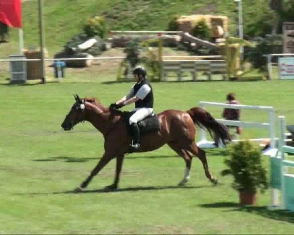 jumper Crazy Lido (Hanoverian, 1996, from Calido I)