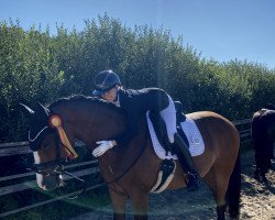 dressage horse Lisandro 11 (Westphalian, 2011, from Lissaro)