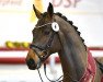 stallion Ares 170 (German Sport Horse, 2019, from Askari)