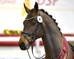 stallion Ares 170 (German Sport Horse, 2019, from Askari)