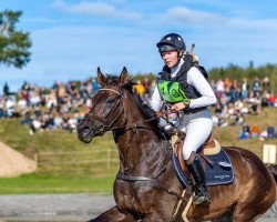 jumper Lawesta (Polish Warmblood, 2012, from Hengst von Sandro Hit)