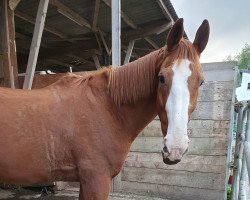 horse Balaton 8 (Westphalian, 1993, from Bonus)