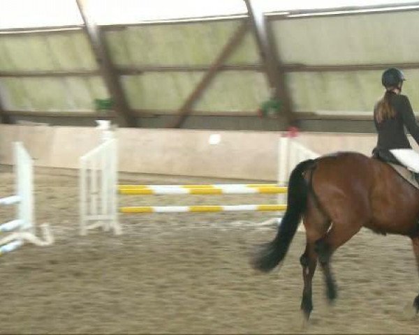 jumper Injoy (Hanoverian, 2007, from Iberio)