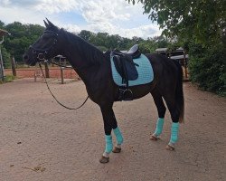 dressage horse Sahien (Oldenburg, 2018, from Secret)