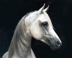 stallion Pasat 1978 ox (Arabian thoroughbred, 1978, from Gwarny ox)