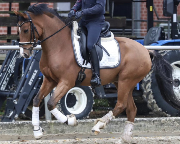 jumper Picasso S.W. (German Riding Pony, 2018, from Pinocchio S.w.)
