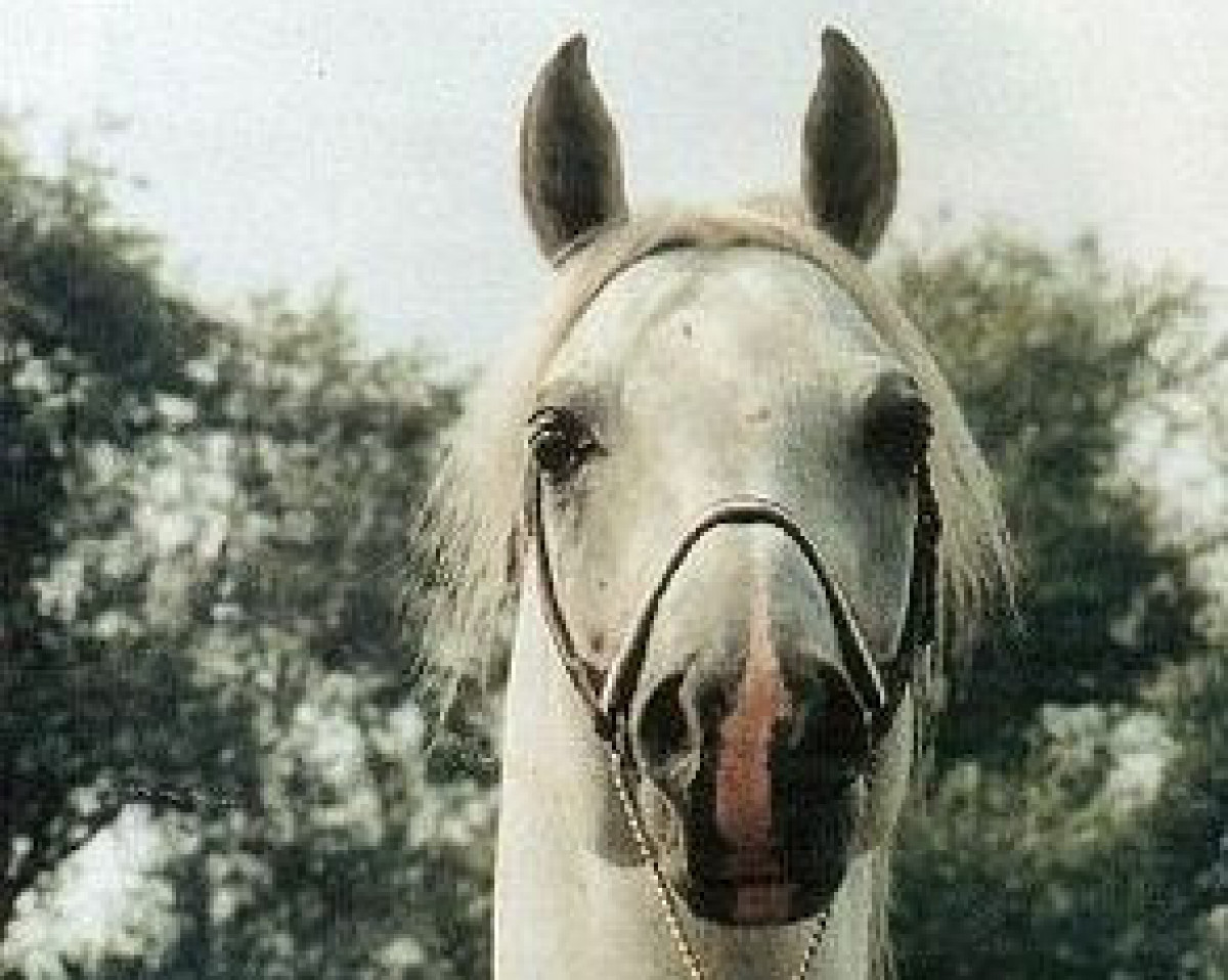 stallion Penthagonn ox (Arabian purebred, 1985, from Pasat 1978 ox)
