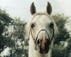 stallion Penthagonn ox (Arabian thoroughbred, 1985, from Pasat 1978 ox)