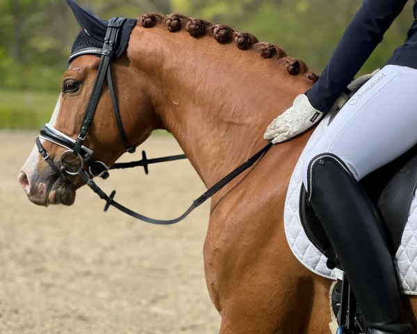 dressage horse Top Vancouver (German Riding Pony, 2016, from Top Vidal)