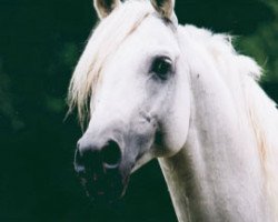 stallion Amurath Deria ox (Arabian thoroughbred, 1994, from Penthagonn ox)