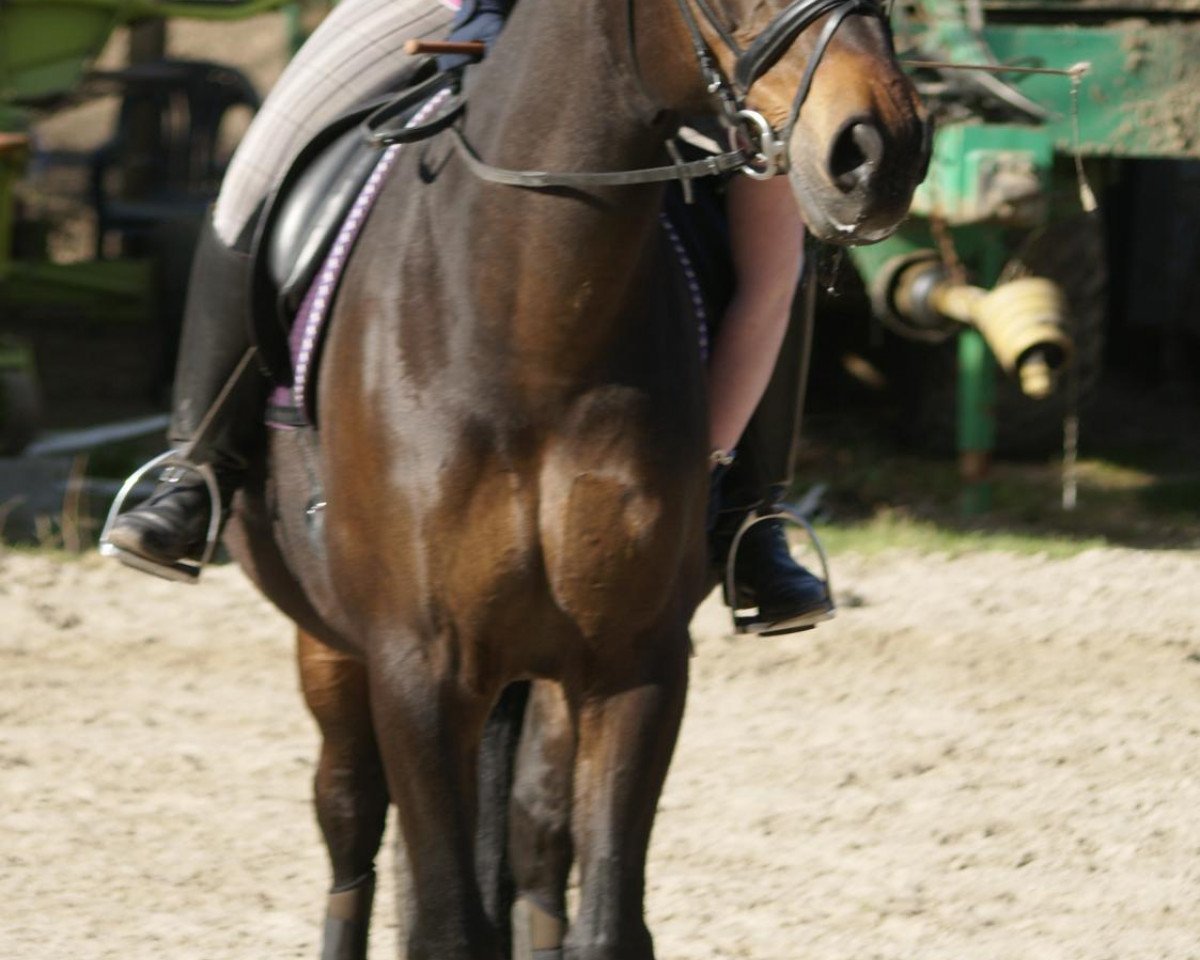 horse Coco Jambo D (Westphalian, 1997, from Cadre Noir 96 FIN)
