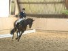 dressage horse Liwedo (Hanoverian, 2002, from Likoto xx)