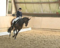 dressage horse Liwedo (Hanoverian, 2002, from Likoto xx)