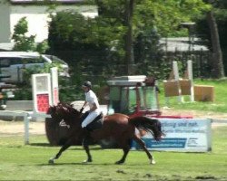 stallion Chilento (Holsteiner, 2000, from Carthago)