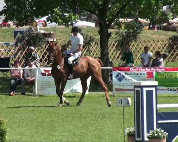 horse Estragon 14 (Hanoverian, 1998, from Espri)