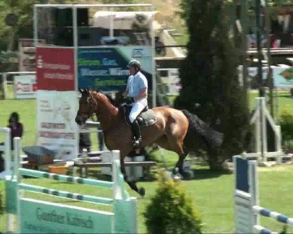 dressage horse Bomba 6 (Bavarian, 2003, from Con Capitol)