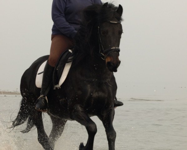 horse Talisha (Friese, 2002, from Tjerk)