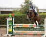 jumper Ivo W (KWPN (Royal Dutch Sporthorse), 2013, from Sterrehof's Opium)