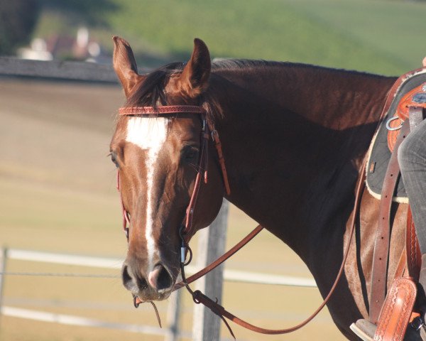 Pferd Nellens Stargun (Quarter Horse, 2014, von Gunwork)