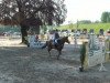 jumper Sunny Boy One (Hungarian Warmblood, 2000, from Laurenz)