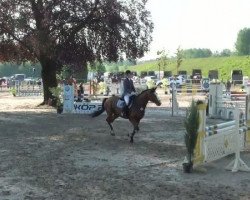 jumper Sunny Boy One (Hungarian Warmblood, 2000, from Laurenz)