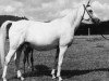 horse Sahmet 1957 ox (Arabian thoroughbred, 1957, from Hadban Enzahi 1952 EAO)