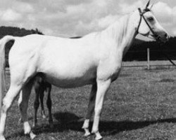 broodmare Sahmet 1957 ox (Arabian thoroughbred, 1957, from Hadban Enzahi 1952 EAO)