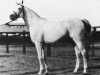 stallion Mansour 1921 RAS (Arabian thoroughbred, 1921, from Gamil Manial 1912 RAS)