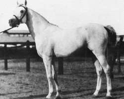 stallion Mansour 1921 RAS (Arabian thoroughbred, 1921, from Gamil Manial 1912 RAS)