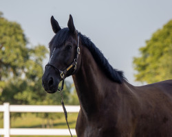 Springpferd Jim Star K (KWPN (Niederländisches Warmblut), 2014, von Big Star Jr KZ)