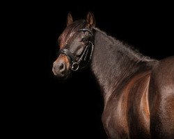 Pferd Nightstar von der Geest (Deutsches Reitpony, 2018, von Nobel Dancing Boy)