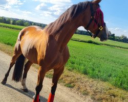 broodmare Part Two (Rhinelander, 2011, from Peking)