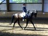 dressage horse Ferrara 81 (Hanoverian, 2003, from Ferro)