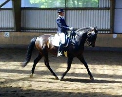 dressage horse Ferrara 81 (Hanoverian, 2003, from Ferro)