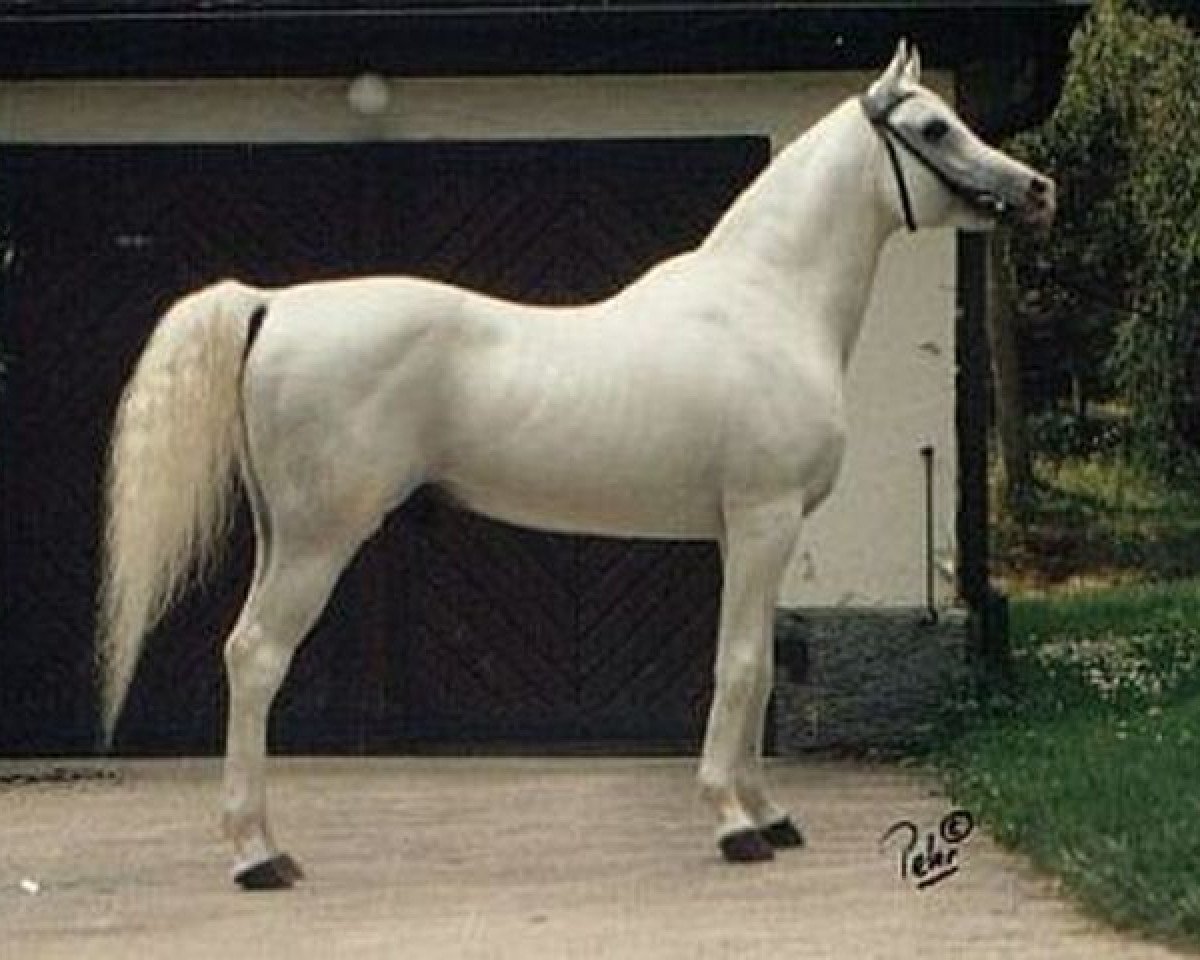 stallion Saher 1967 ox (Arabian purebred, 1967, from Ghazal 1953 EAO)