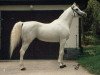stallion Saher 1967 ox (Arabian thoroughbred, 1967, from Ghazal 1953 EAO)